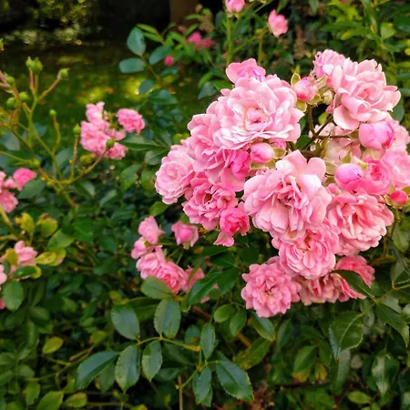 Gaestezimmer In Springe, Hannover